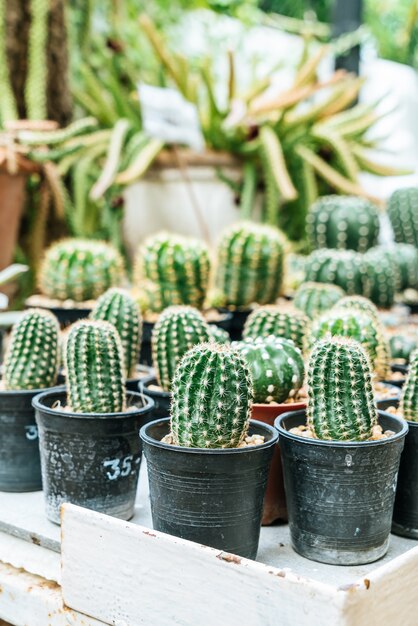 hermoso cactus en maceta