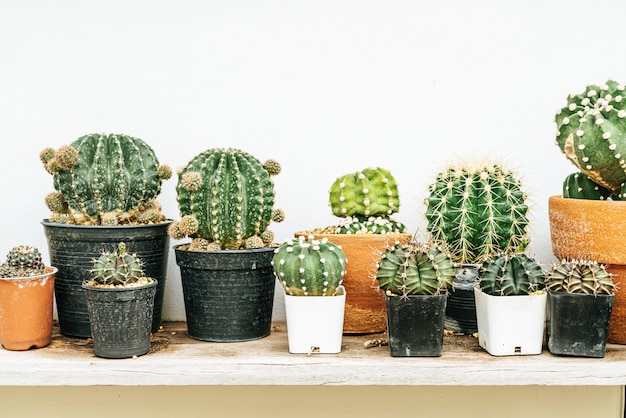 hermoso cactus en maceta