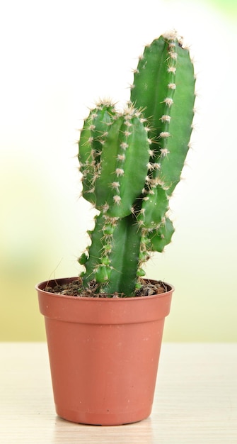 Hermoso cactus en mesa de madera