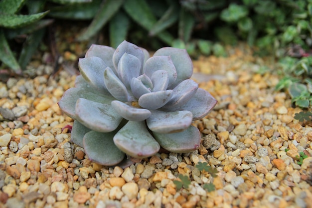 hermoso cactus en piso de arena en la naturaleza