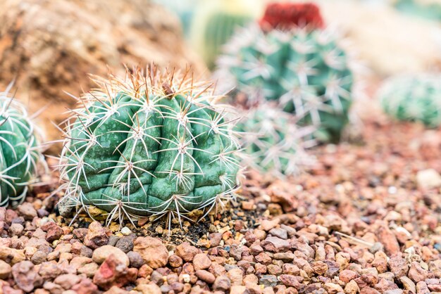 hermoso cactus en la planta de interior