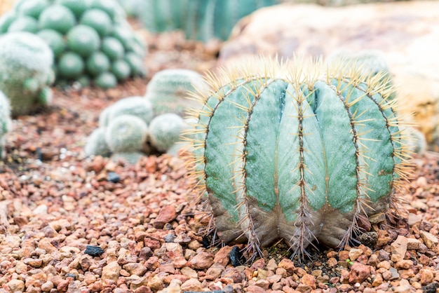 hermoso cactus en la planta de interior