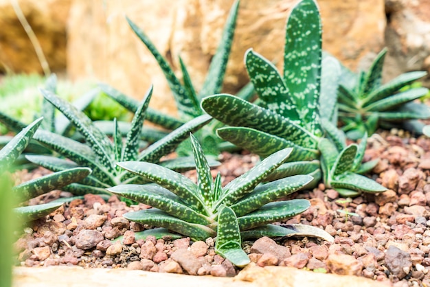 hermoso cactus en la planta de interior