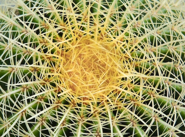 Foto hermoso cactus de punta verde cubierto de espinas con textura.