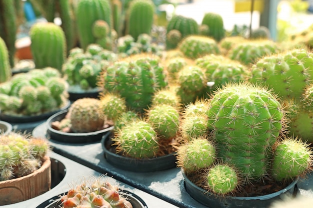 Hermoso cactus en venta