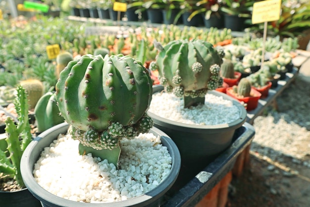 Hermoso cactus en venta