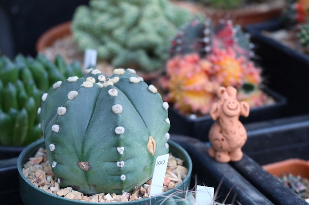 Hermoso cactus en venta