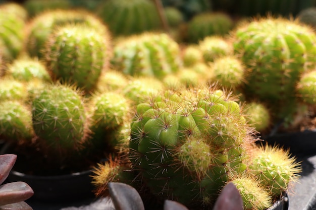 Hermoso cactus en venta