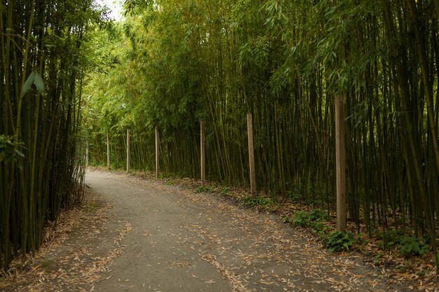 Hermoso callejón en el fondo del parque