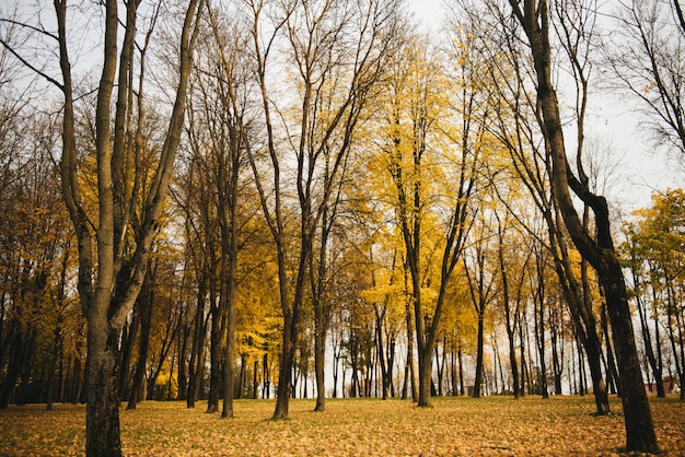 Hermoso callejón romántico en un parque con árboles coloridos y la luz del sol. fondo natural de otoño