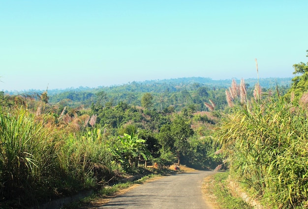 Un hermoso camino con árboles de ambos lados en el valle de Sajek, Bangladesh.