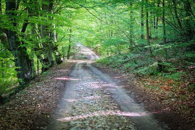 Hermoso camino asfaltado en bosque