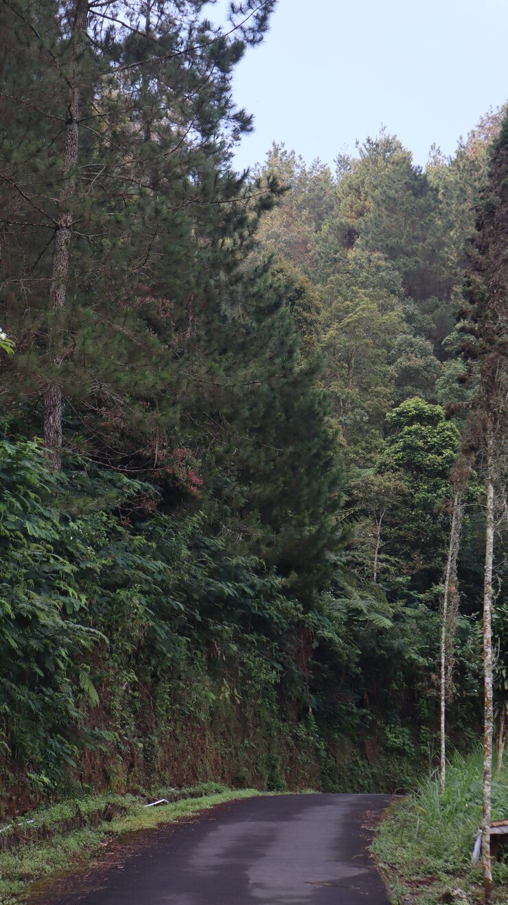 hermoso camino de asfalto de bosque como fondo