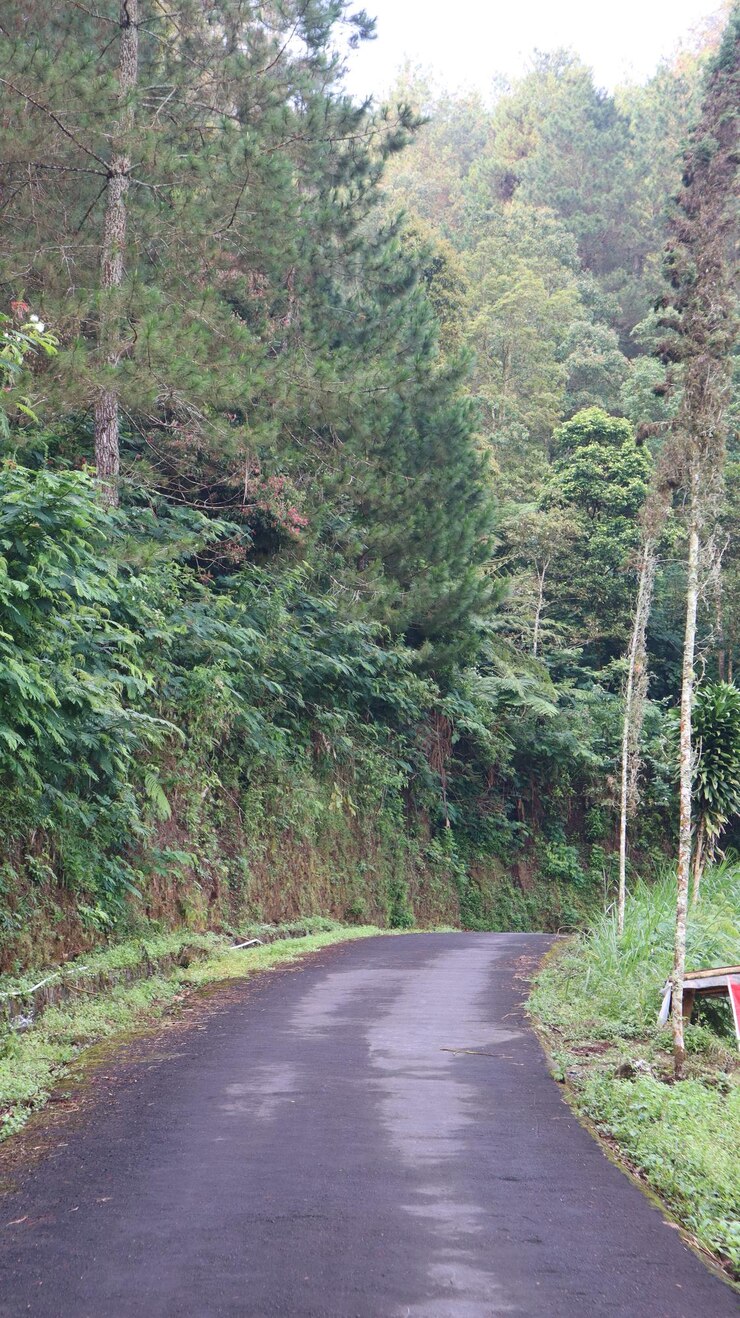 hermoso camino de asfalto de bosque como fondo