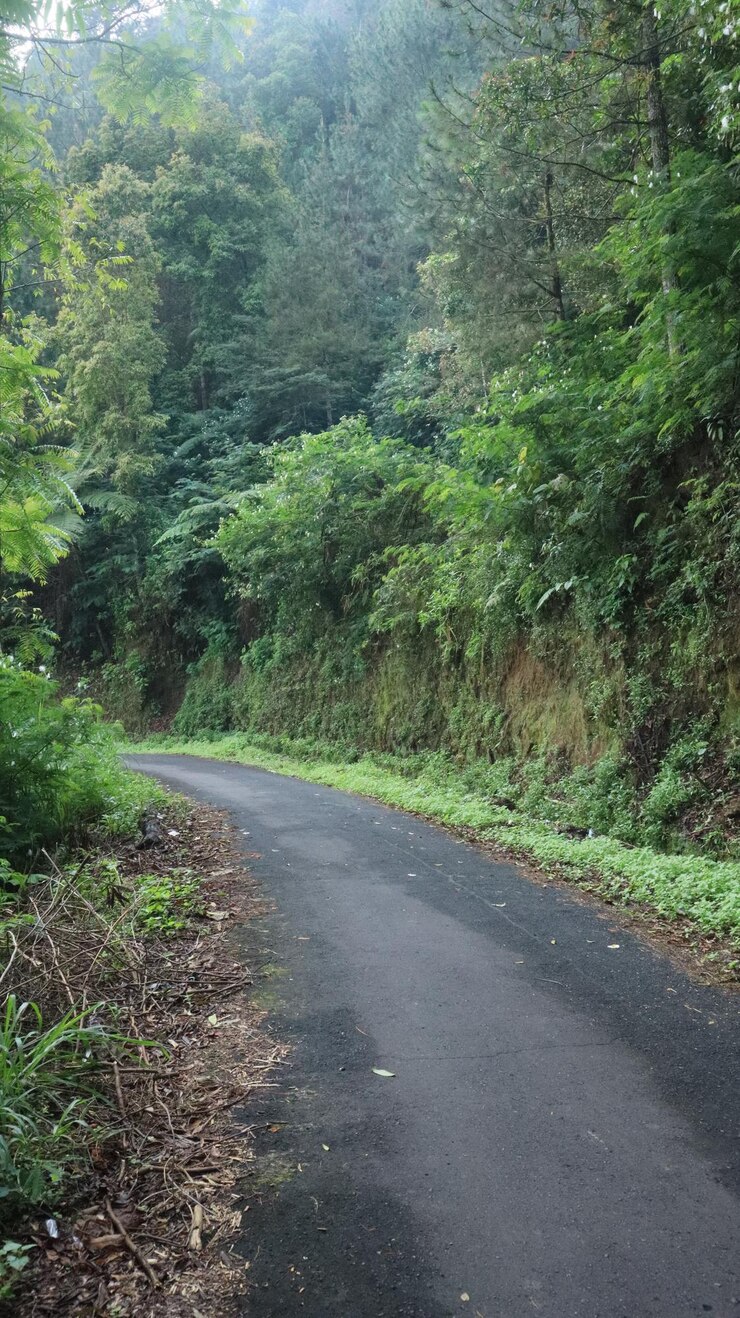 hermoso camino de asfalto de bosque como fondo