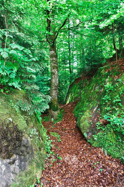 Hermoso camino en el bosque