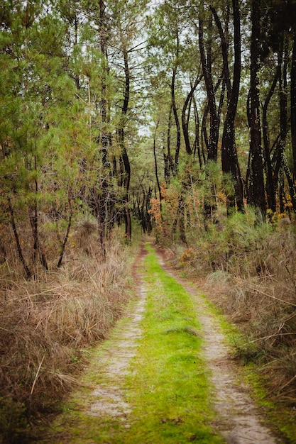 Hermoso camino en el bosque