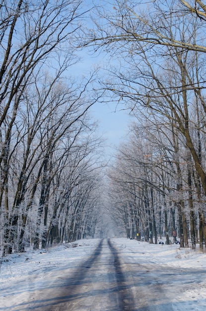 Hermoso camino cubierto de nieve. altos árboles hermosos en nieve y escarcha