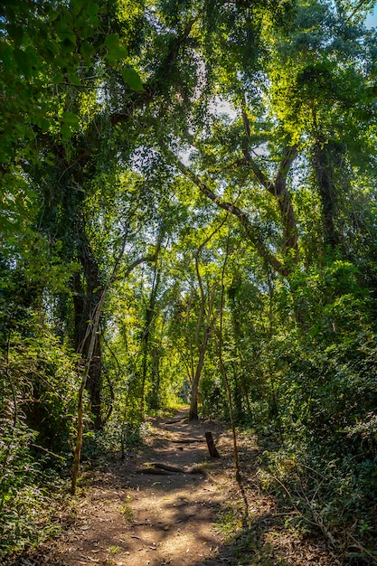 Hermoso camino forestal entre árboles en Copán Ruinas en Honduras