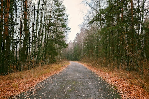 Hermoso camino con hojas secas en el bosque de otoño hierba seca árboles dorados vibraciones de otoño hola otoño