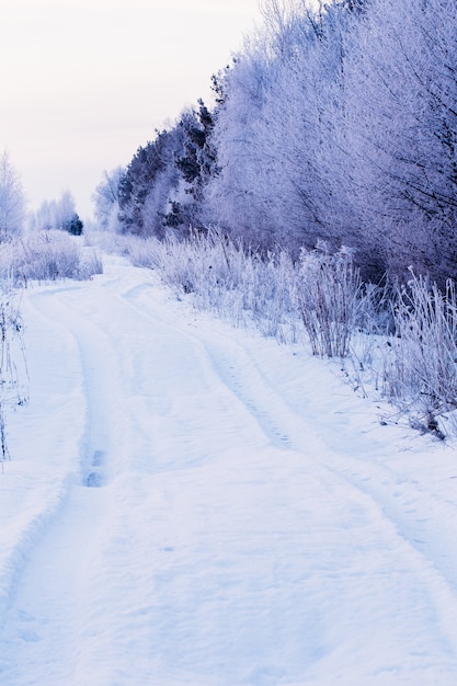 Hermoso camino de invierno en el campo