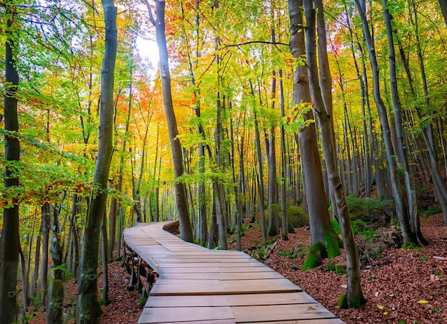 Hermoso camino de madera que recorre los impresionantes árboles coloridos en un bosque generado por ai