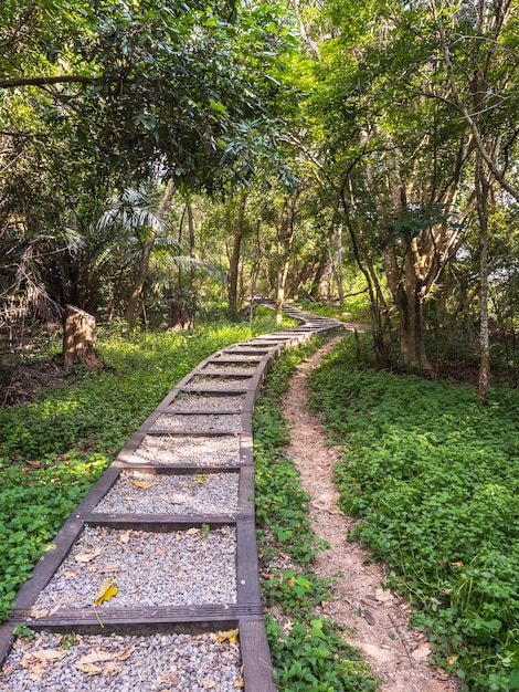 Foto el hermoso camino de montaña rodeado de árboles.