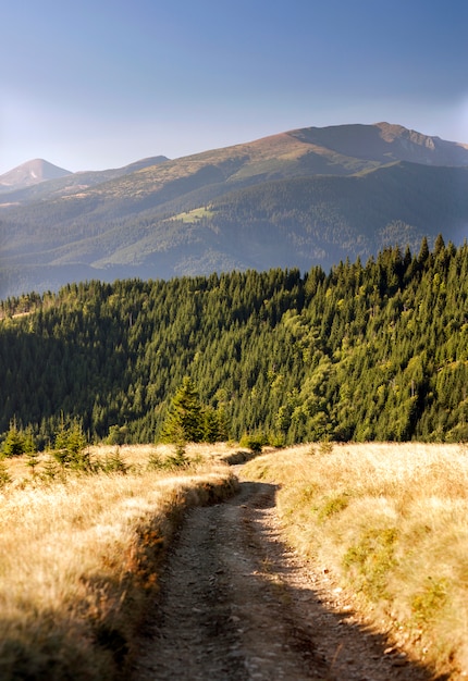 Hermoso camino de otoño al bosque en las montañas.