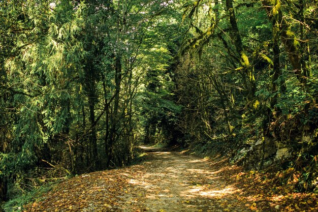 Foto hermoso camino de otoño en el bosque