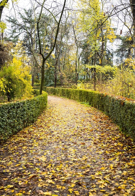 Foto hermoso camino de otoño con hojas caídas