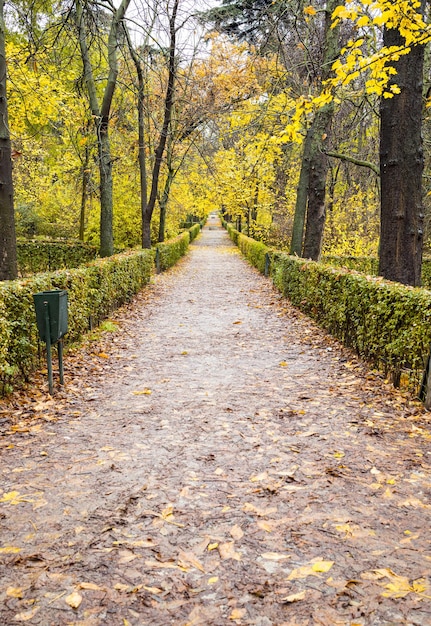 Hermoso camino de otoño con hojas caídas