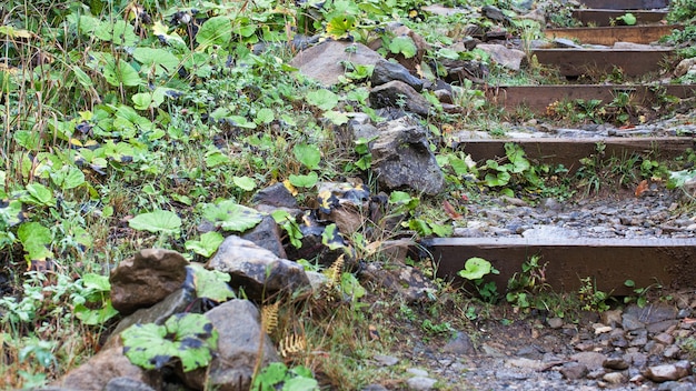 Hermoso camino de piedra en forma de escalera en el bosque en las montañas con muchas plantas verdes