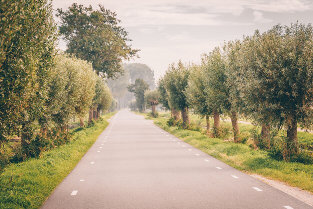 Hermoso camino rodeado de arboles verdes