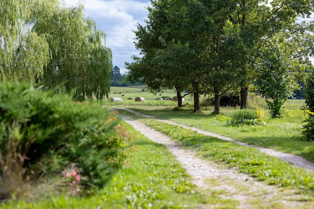 Hermoso camino rural, paisaje con carreteras y árboles