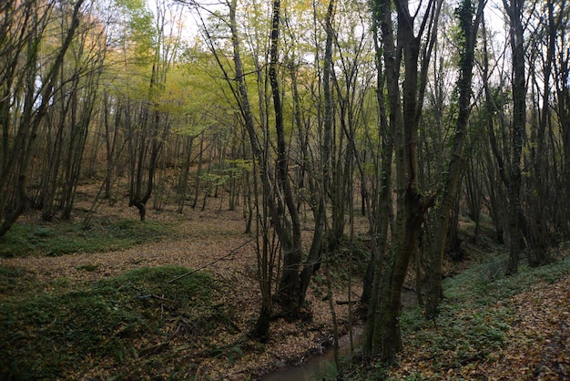 Hermoso camino de trekking en un parque con árboles de otoño, parques naturales Turquía, Estambul, Polonezkoy (Adam