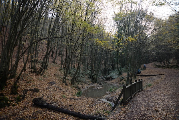 Hermoso camino de trekking en un parque con árboles de otoño, parques naturales Turquía, Estambul, Polonezkoy (Adam