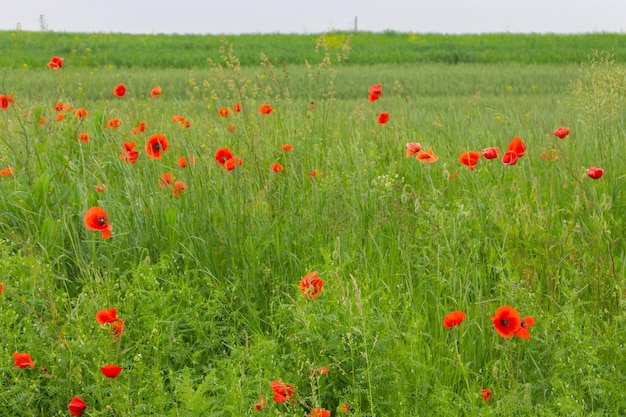 Hermoso campo de amapolas Amapolas rojas en el prado Naturaleza de verano Amapolas brillantes en hierba verde