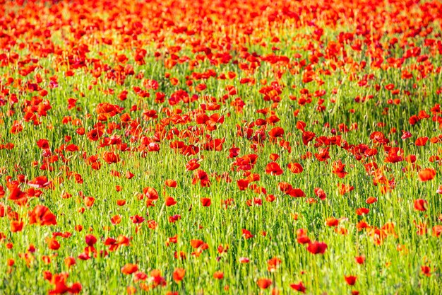 Hermoso campo de amapolas rojas en flor Prado de flores silvestres en un día de verano Paisajes naturales escénicos