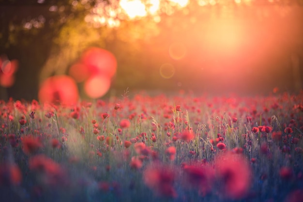 Hermoso campo de amapolas rojas en la luz del atardecer Sueño naturaleza borrosa follaje de pradera