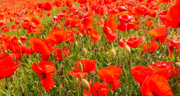 Hermoso campo de amapolas rojas