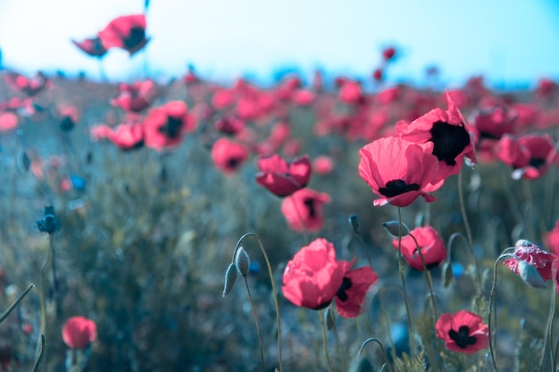 Hermoso campo de amapolas rojas