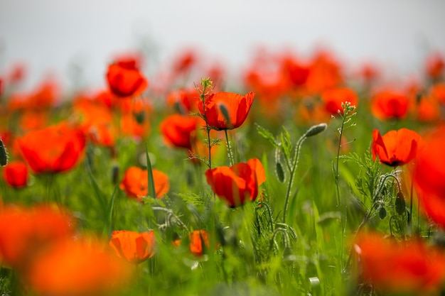 Hermoso campo de amapolas