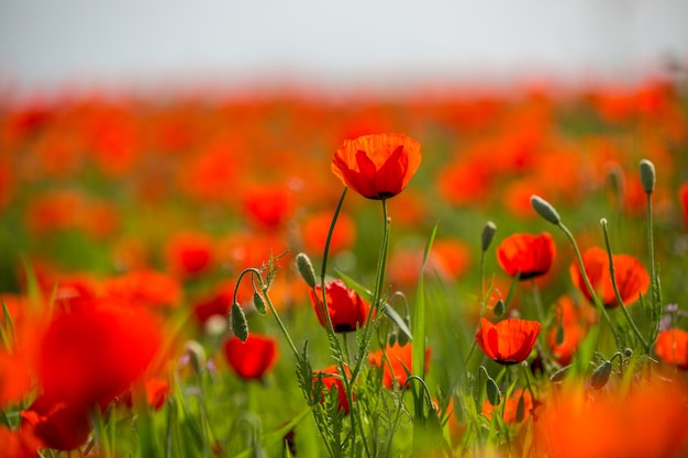 Hermoso campo de amapolas