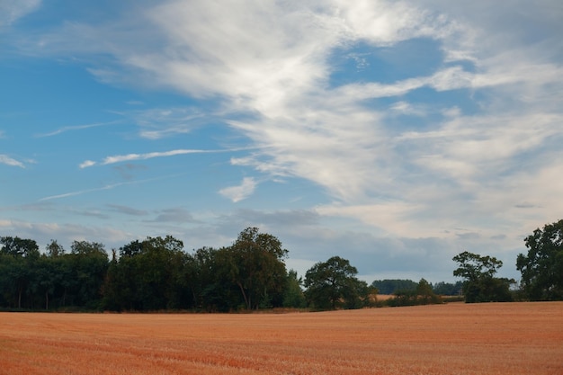 Hermoso campo amarillo y cielo azul