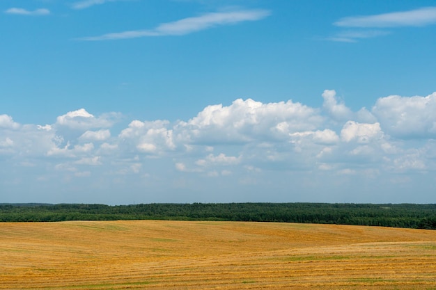 Un hermoso campo amarillo contra un cielo azul Complejo agroindustrial para el cultivo de cereales trigo leguminosas cebada frijoles