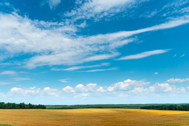 Hermoso campo amarillo y dorado contra el cielo azul La temporada de cosecha de trigo y otros cultivos Agricultura en un lugar ecológicamente limpio Papel pintado de la naturaleza