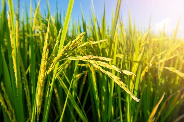 Foto hermoso campo de arroz al atardecer de cerca