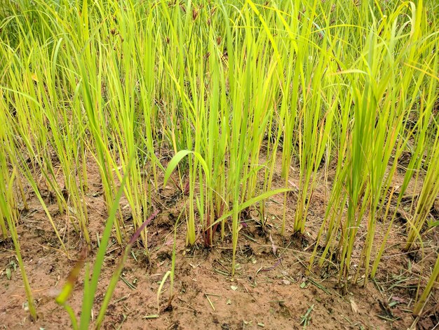 Hermoso campo de arroz paisaje