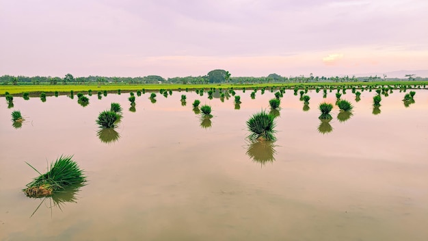 el hermoso campo de arroz de plántulas verdes agrícolas al atardecer