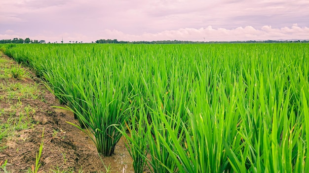 el hermoso campo de arroz de plántulas verdes agrícolas al atardecer